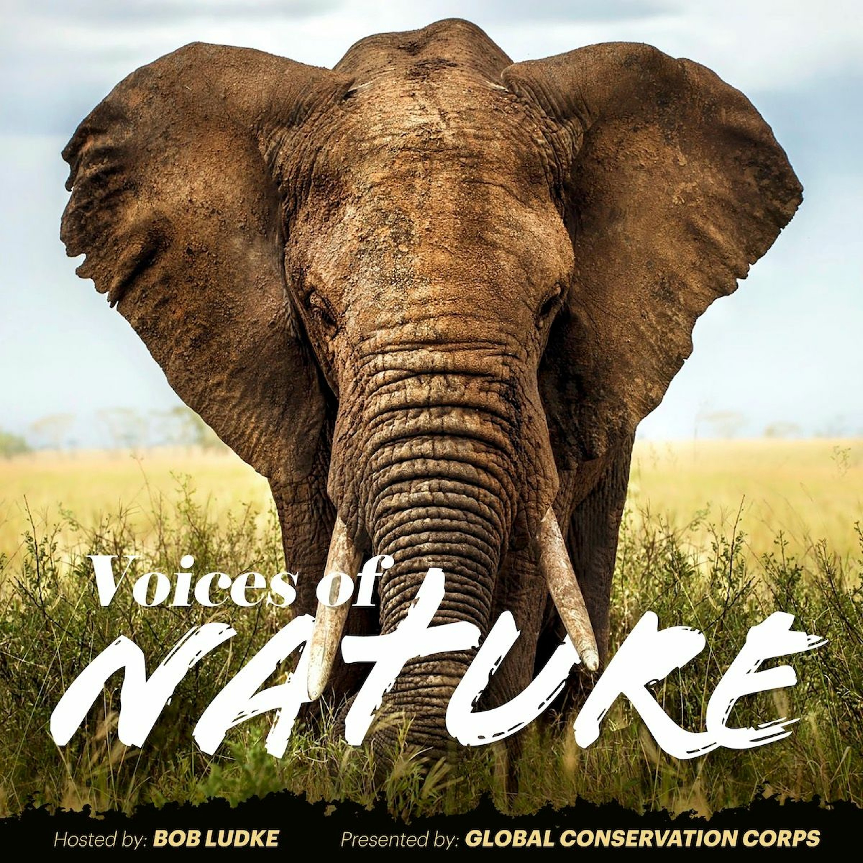 Voices of Nature