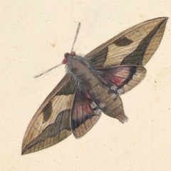 Moth Beats Flame
