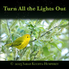 Turn All The Lights Out