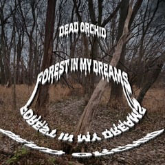 Forest In My Dreams