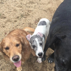 The Sound of Your Voice Still Sings to Me in Silence