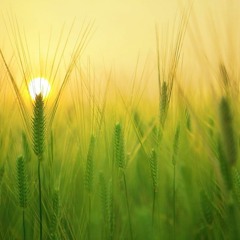 Edmono: Sunrise