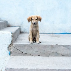 I Found A Beautiful Stray Puppy