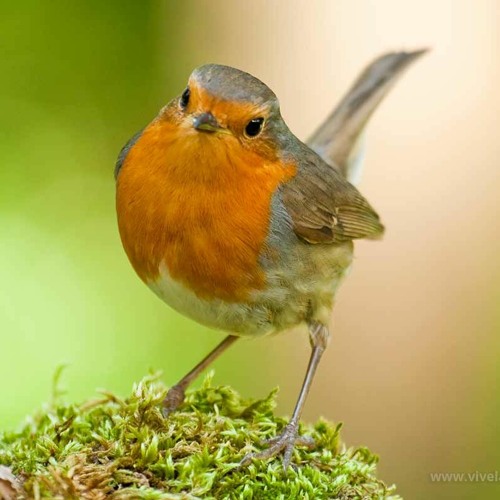 Petirrojo (Erithacus rubecula)