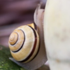 slow arp