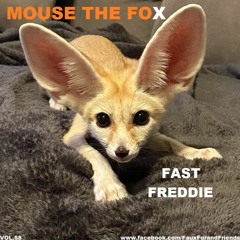 MOUSE THE FOX - FAST FREDDIE - VOL.58 - 23.10.2022