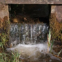 Water And Birds