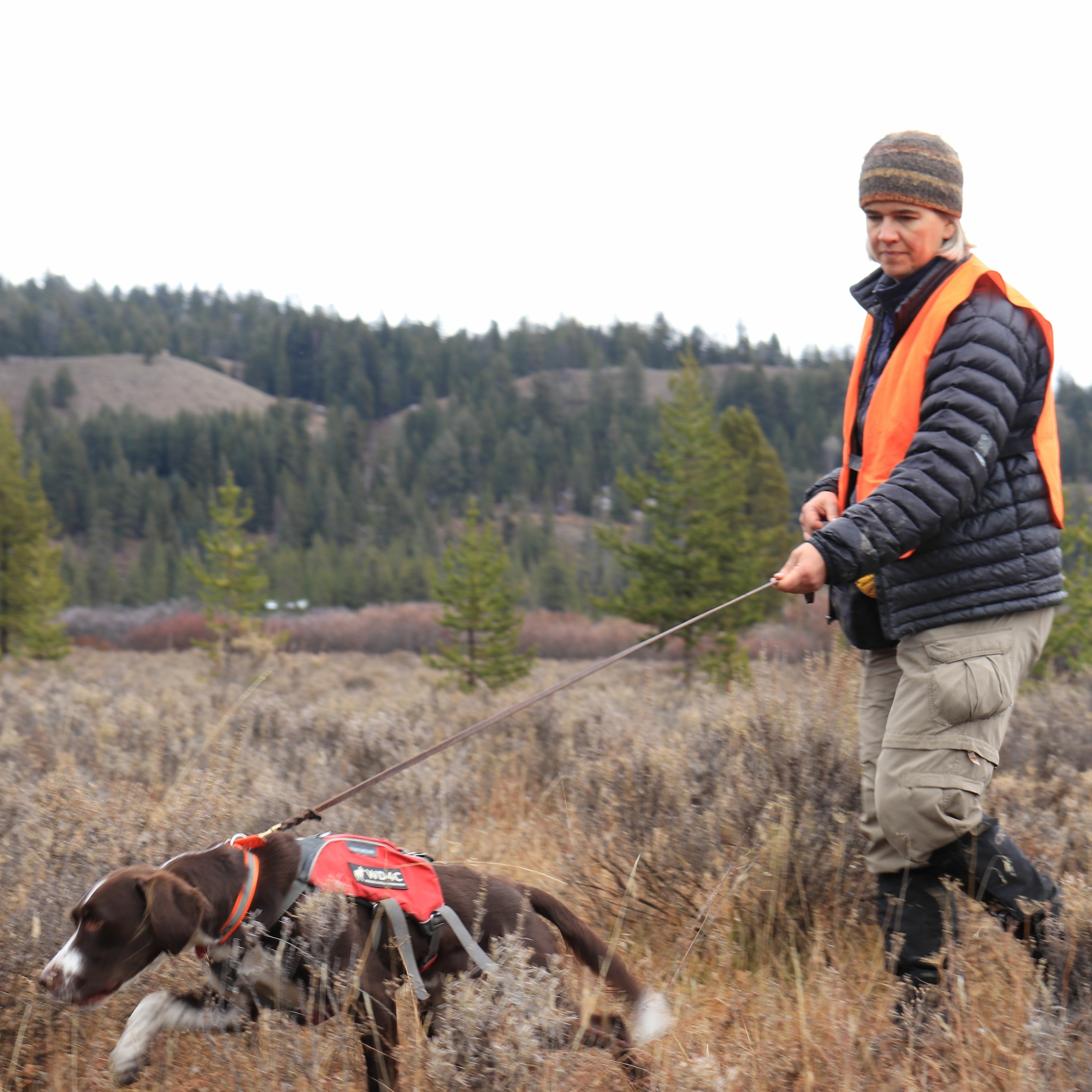 Working Dogs Learn New Tricks in Search of Ticks episode artwork