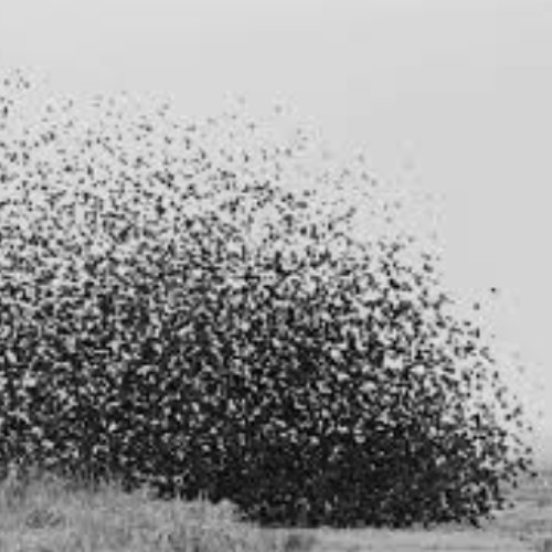 Swarm