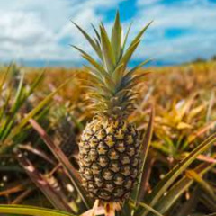 THE LIVE LOCKDOWN MIX 020 - PINEAPPLE KUTZ