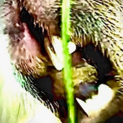 BEAVER TEETH