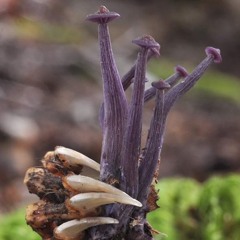 La Esperanza De Que Un Bosque Brote Sobre Mi Cadáver