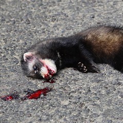 ctb.jav + cainegotti + eleven2txp - high off a ferret (bottle + fuxkjsoo) (vlilzen + takeyogat)