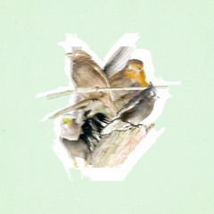 en rie x wooded - Morning Dew