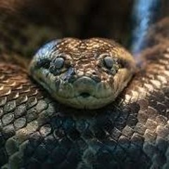 [Free Beat] Serpents | Hip Hop