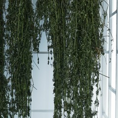 Compression & the song - an audio description