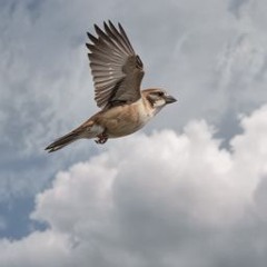 Чернокрылый Воробей / Black-winged sparrow