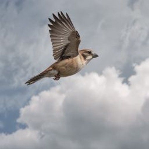 Чернокрылый Воробей / Black-winged sparrow