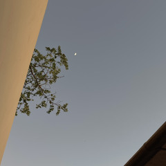 عندما يموت الصبّار