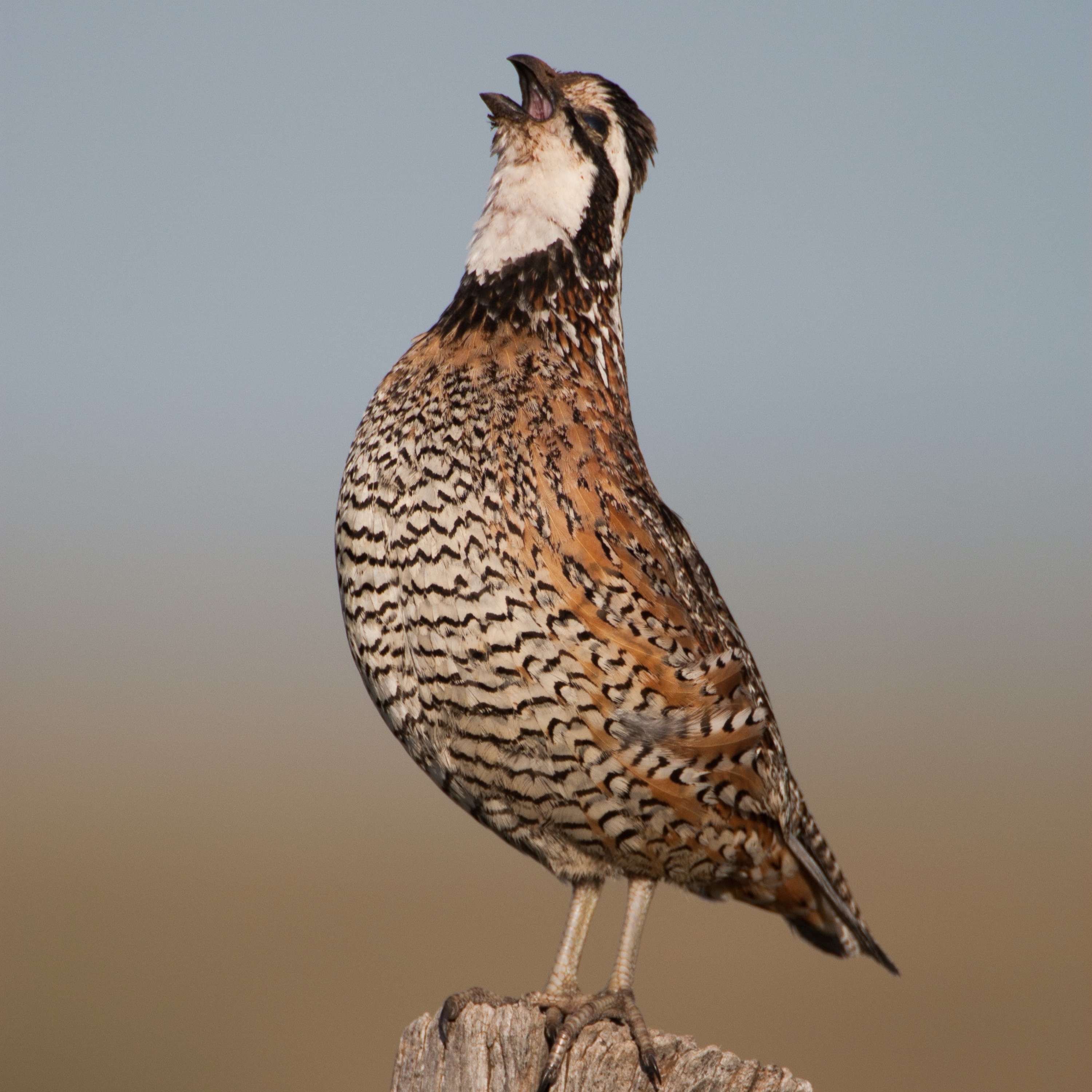 Dr. Dale on Quail