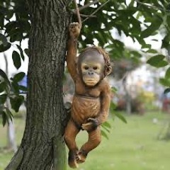 04 Monkey Yard Sess 12th TSP22