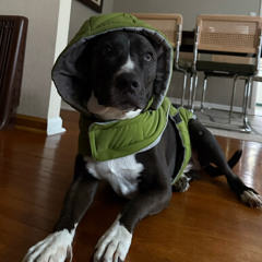 stuck in rush hour traffic back home and i need to poop badly