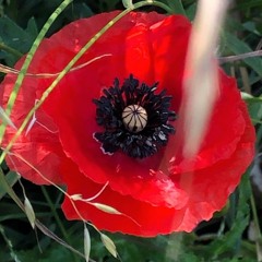 WW1 Poem Breakfast By WWG