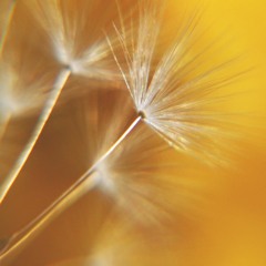 Dandelions by Ruth B. (cover)