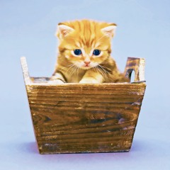 kitten in a box