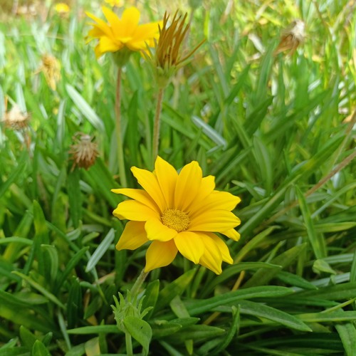 عطر البنفسج