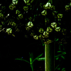 The Soft Light of Dawn Serenades Night's Darkness to Rest