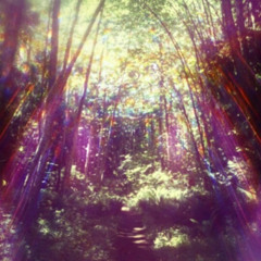 forest prod wizzard