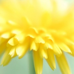 Senecio