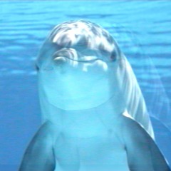 The Great Coral Reef Song