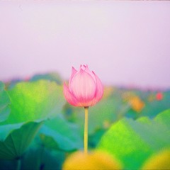 Lotus- intro Jhené Aiko(cover)