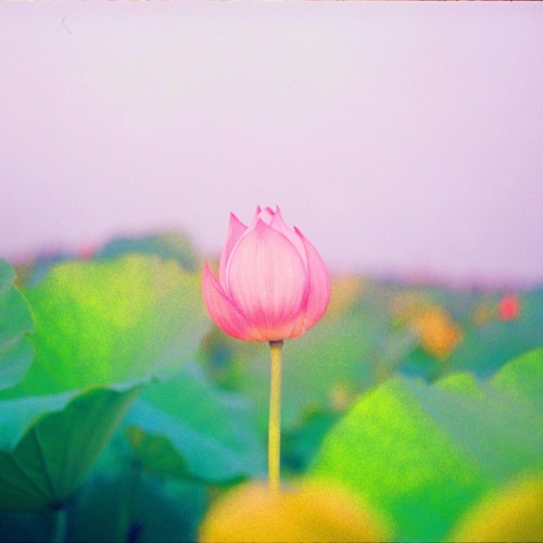 Lotus- intro Jhené Aiko(cover)