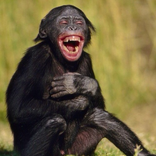 .LISTS > Humor & Funny Shit