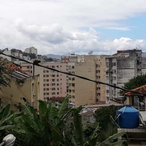 Dawn chorus and urban ambience in Rio de Janeiro