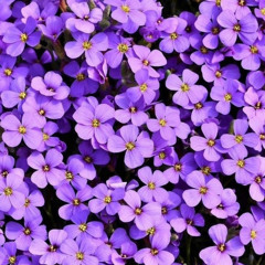 entre ramitos de violeta