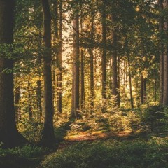 The Forest is a Temple