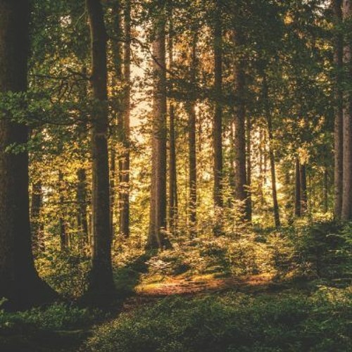 The Forest is a Temple