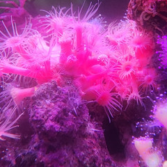 ACTINIA MOVE