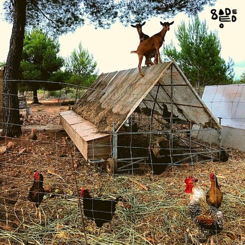 Open Sesame 031 - Sadeedo