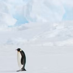 A Pinguin Colapse - where flowers end [UNRELEASED DEMO]