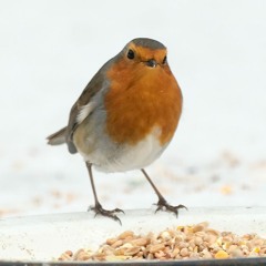 03 The Flood on the Holm/The Heathery Cruach  ( G Melodeon Reels)