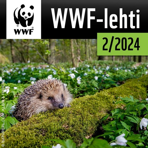 WWF-lehti 2/2024: Kuivuus tappoi yli 200 norsua