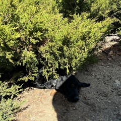 Evergreen - Yebba (cover)