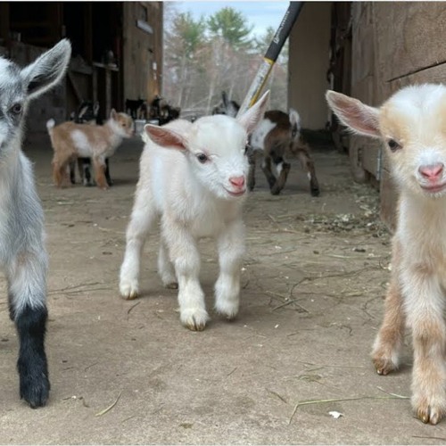 The Kids - What Is Wrong ( demo )