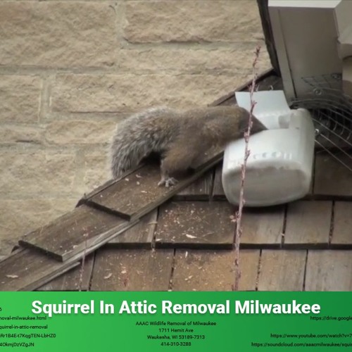 Stream episode Squirrel In Attic Removal Milwaukee AAAC Wildlife