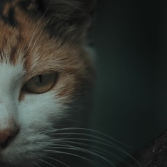 Rapapapapam Farruko (Cover Cristian Kriz) Prod. Leeo RMX